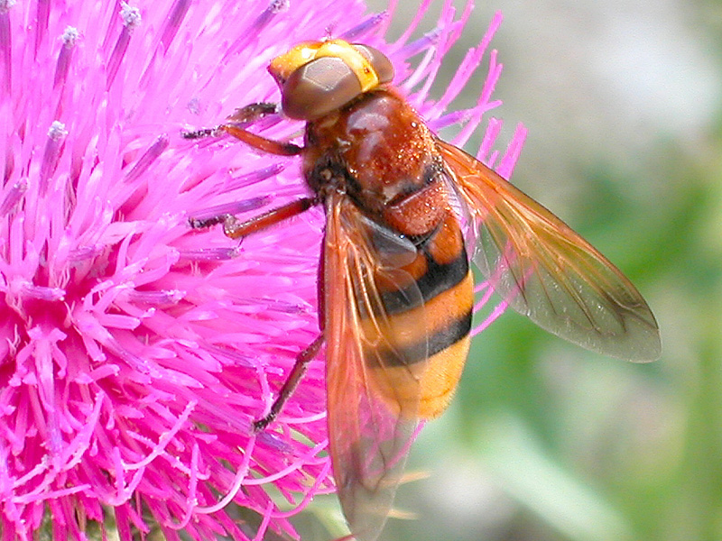 Volucella zonaria  (Syrphidae).